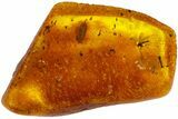 Fossil Ant, Beetle and Two Flies in Baltic Amber #183553-5
